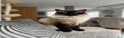 Ragdoll cats for sale: Loving home wanted for my beautiful indoor cats  - Advert 3