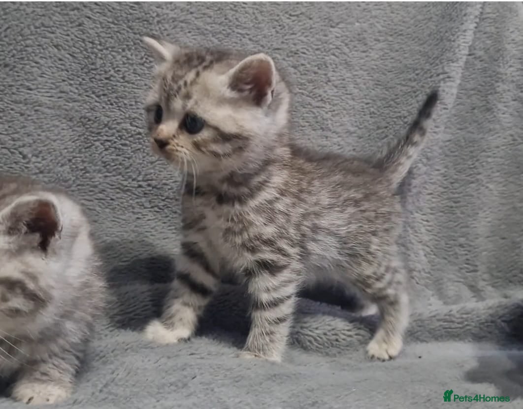 British Shorthair cats Silver Tabby / Silver Spotted BSH Boys - Advert 2