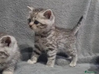 British Shorthair cats Silver Tabby / Silver Spotted BSH Boys - Advert 1
