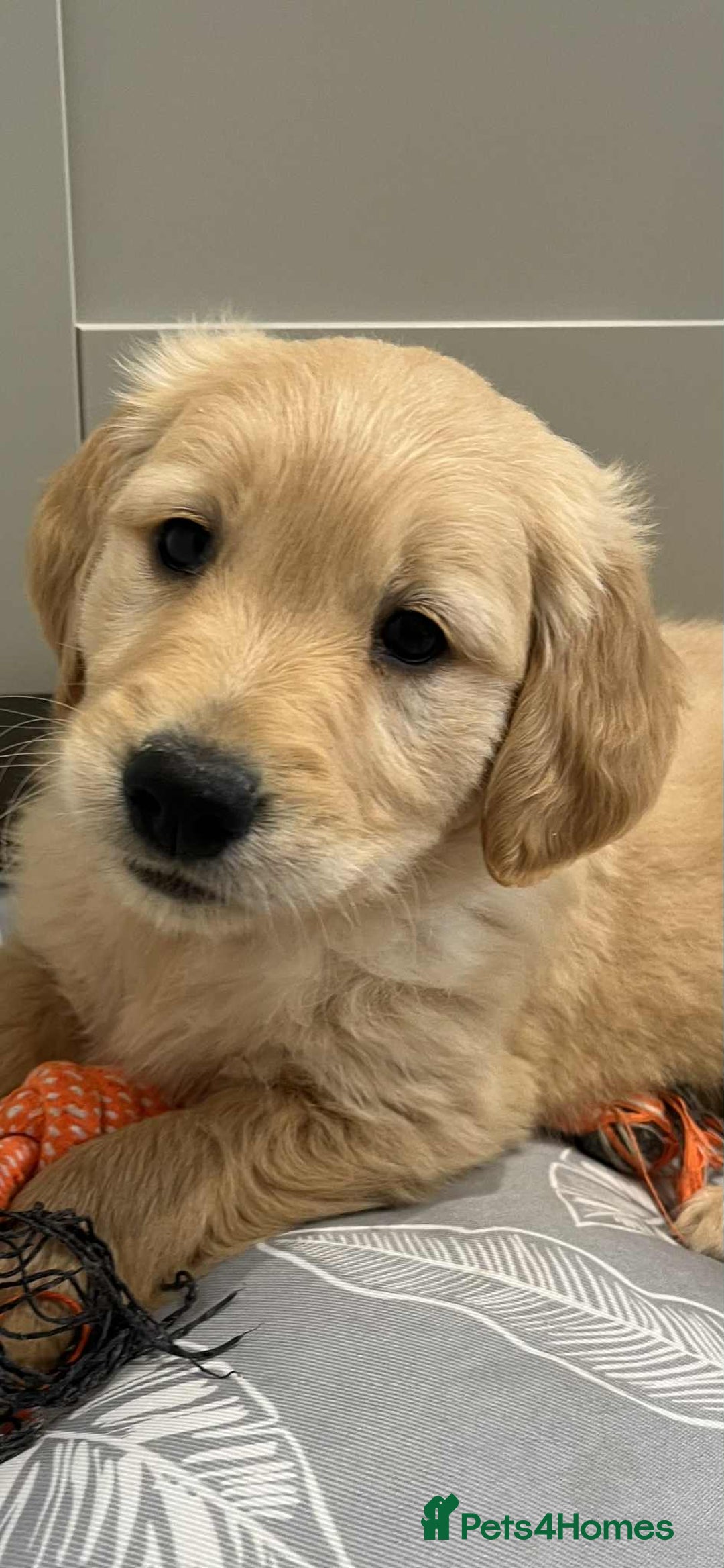 Golden Retriever dogs for sale: Beautiful Chunky KC Golden Retriever Puppies - Image 19