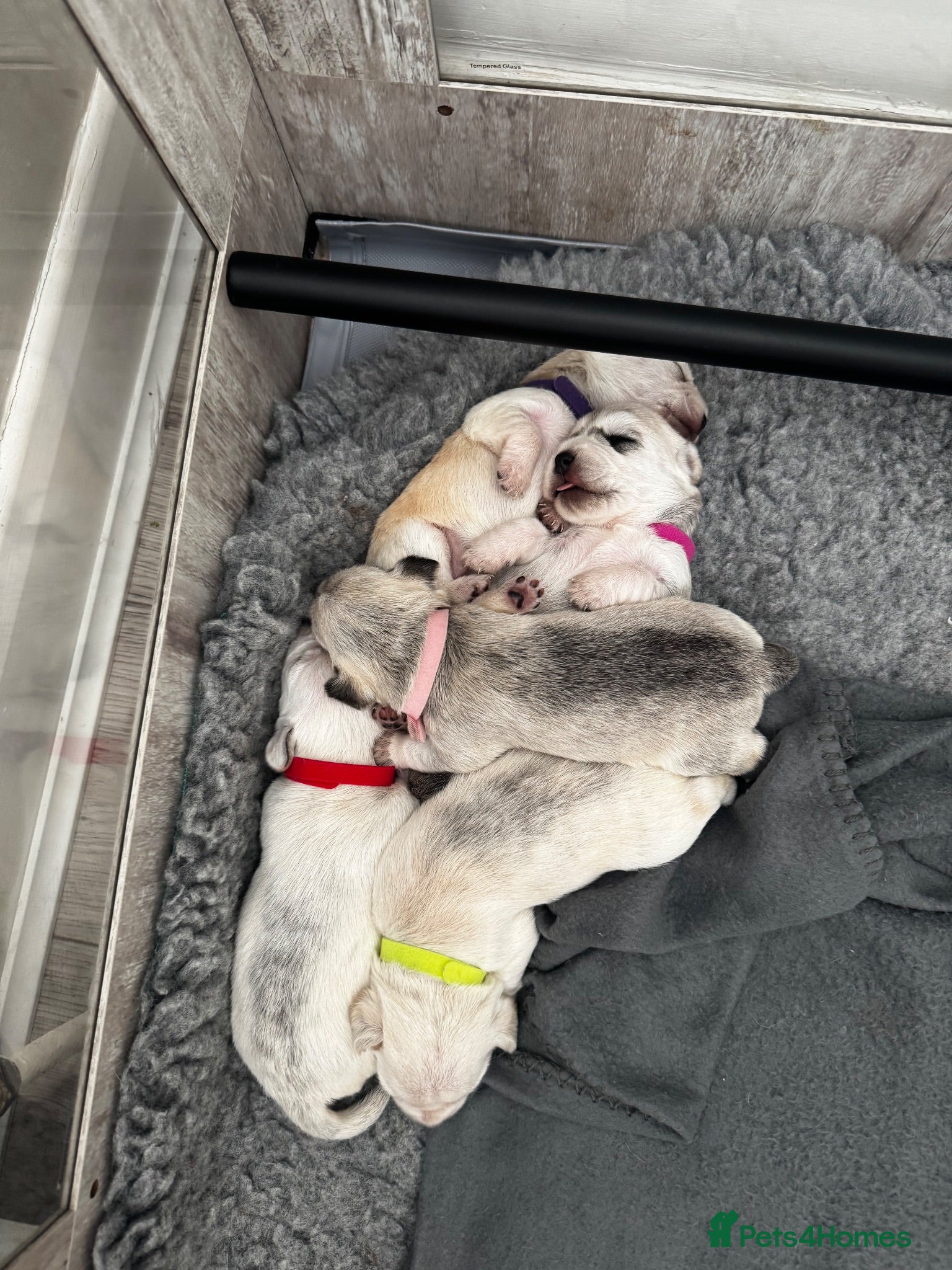 Mixed Breed dogs Westie X Cocker Spaniel - Advert 10