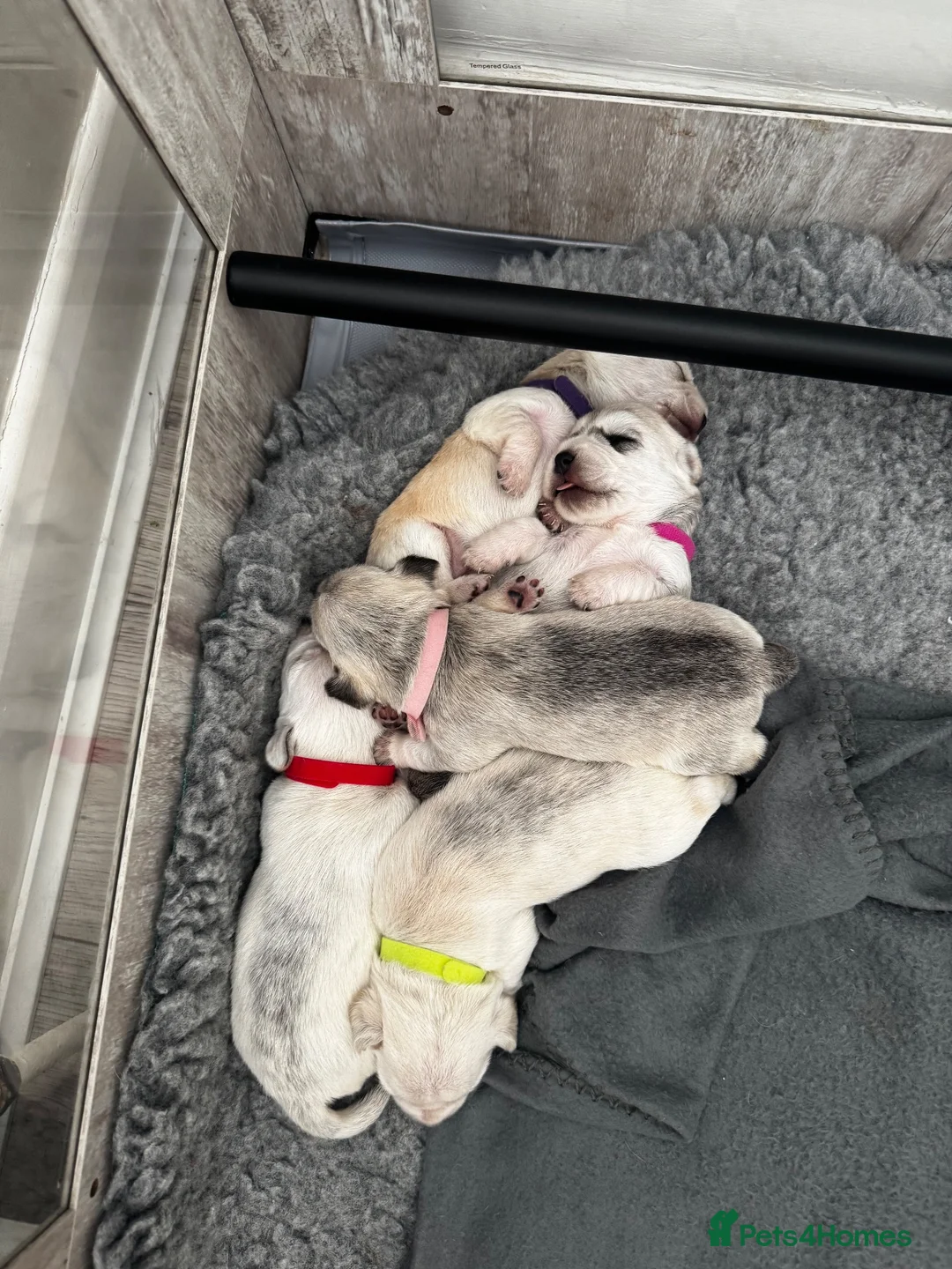 Mixed Breed dogs for sale: Westie X Cocker Spaniel - Advert 1