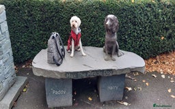 Toy Poodle dogs for stud: Buddy would like to breed puppies  in Liverpool - Image 5