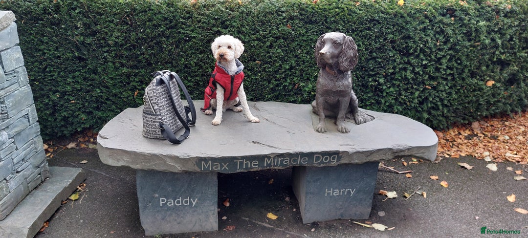 Toy Poodle dogs for stud: Buddy would like to breed puppies  in Liverpool - Image 5