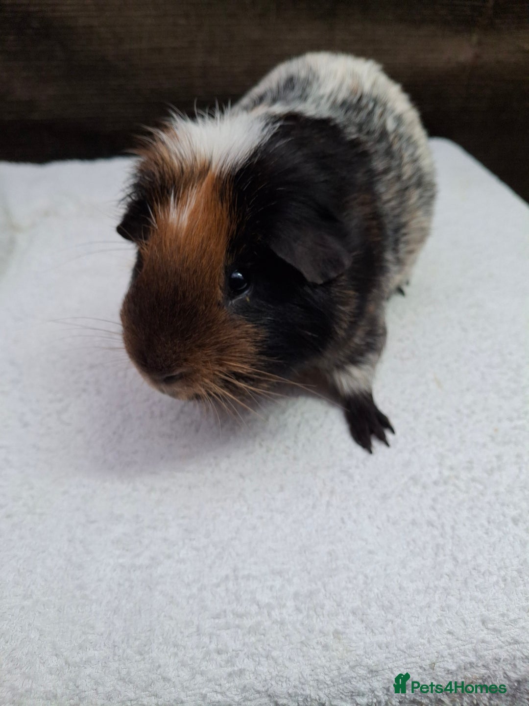 Guinea Pig rodents for sale: Male Guineapig - Advert 4