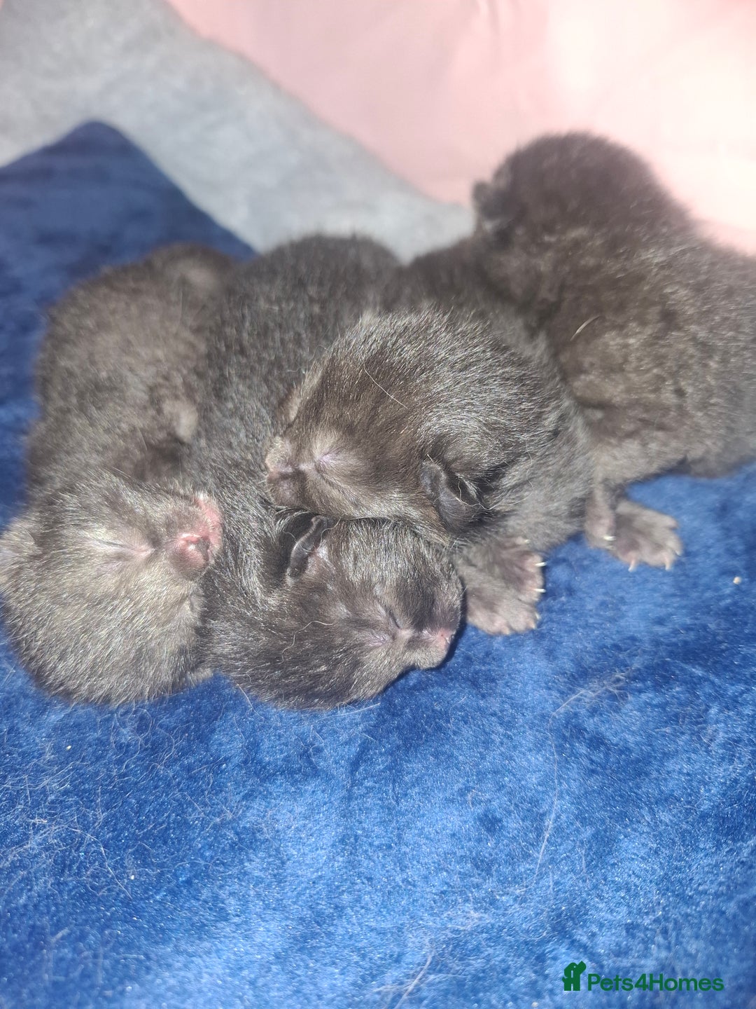 Mixed Breed cats for sale: British short hair mixed  - Advert 6