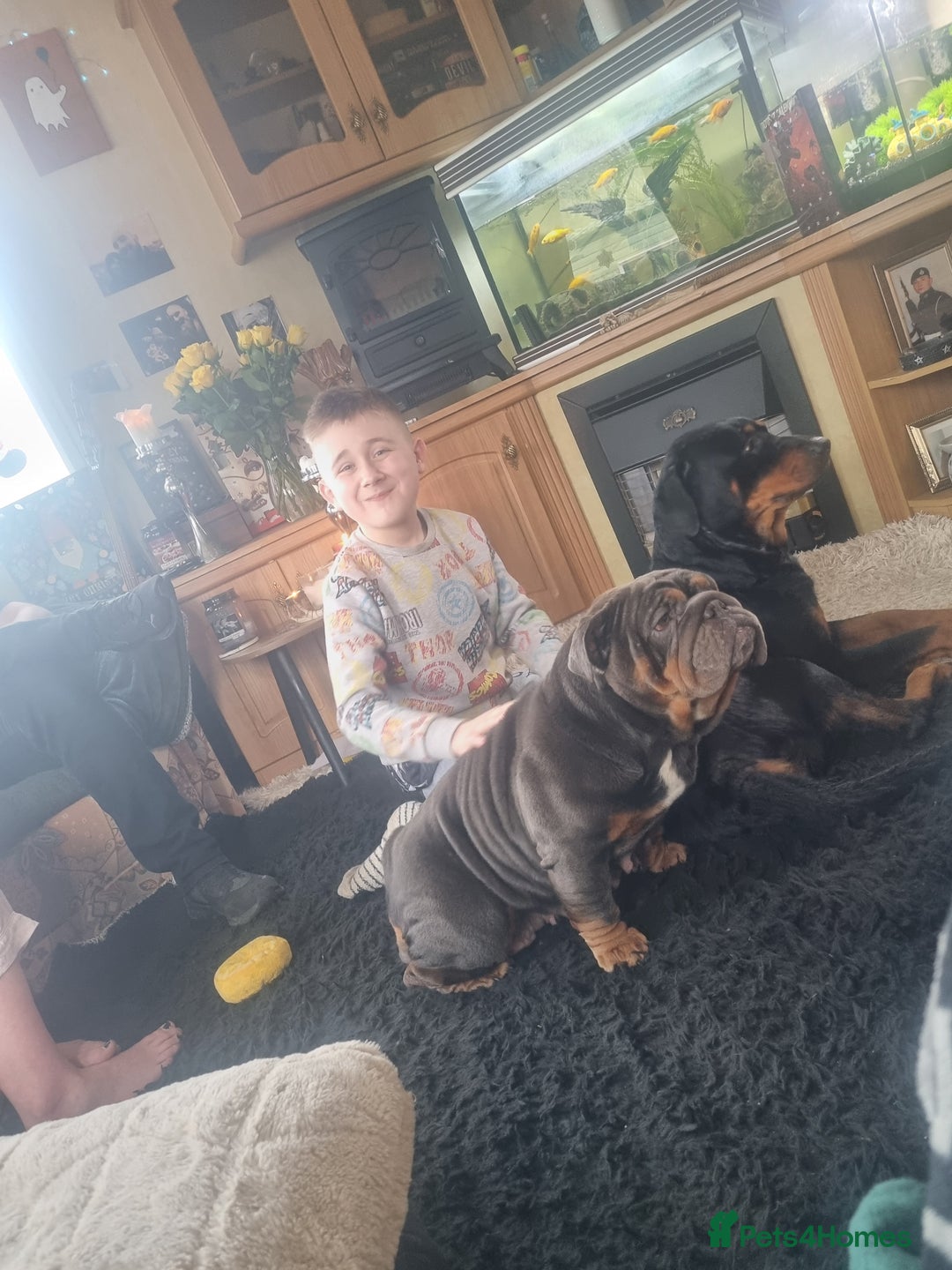 English Bulldog dogs for sale: 3yr old female British bulldog - Advert 1