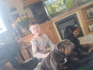 English Bulldog dogs 3yr old female British bulldog - Advert 5