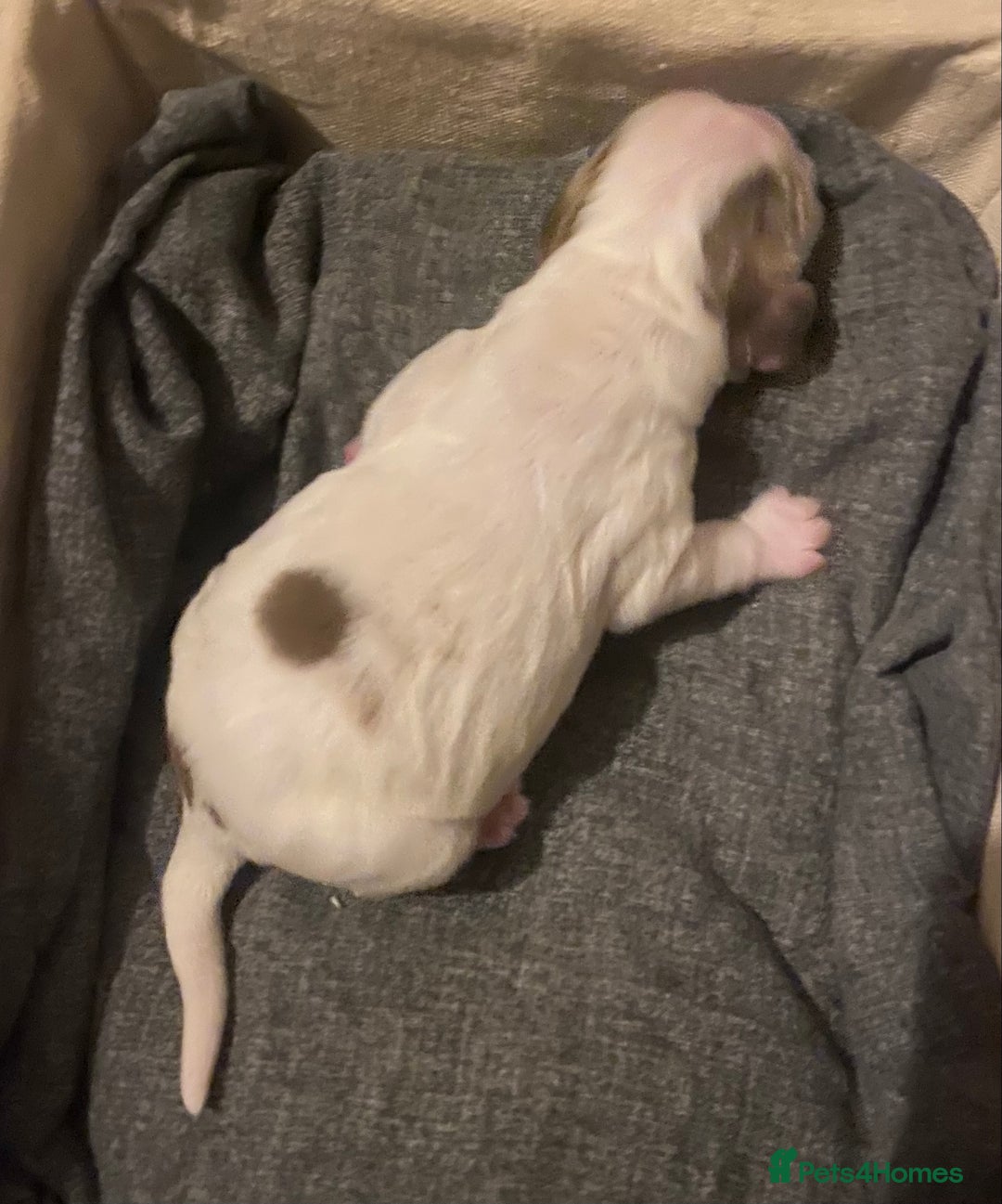 Cocker Spaniel dogs for sale: ‘Show Type’ Cocker Spaniel Puppies. KC Registered. - Advert 22