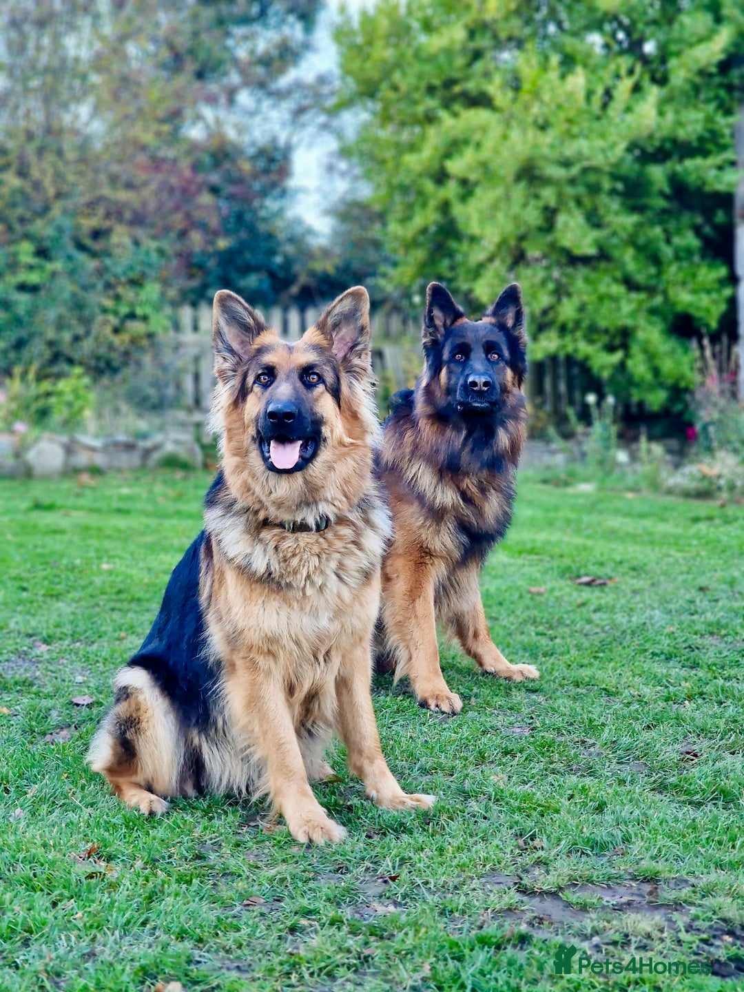 German Shepherd dogs for sale: Puppies - Long hair/Straight back German Shepherd - Advert 21
