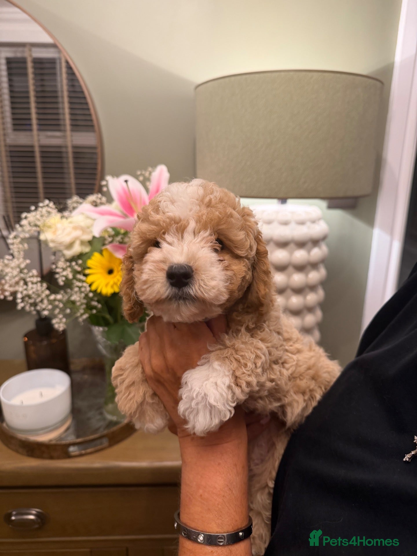 Maltipoo dogs LAST BOY AVAILABLE - Stunning Maltipoo babies  - Advert 1