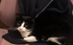 Domestic Shorthair cats for sale: Rehoming our lovely cat, Cosmo 🐾 - Image 1