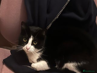 Domestic Shorthair cats - Advert 2