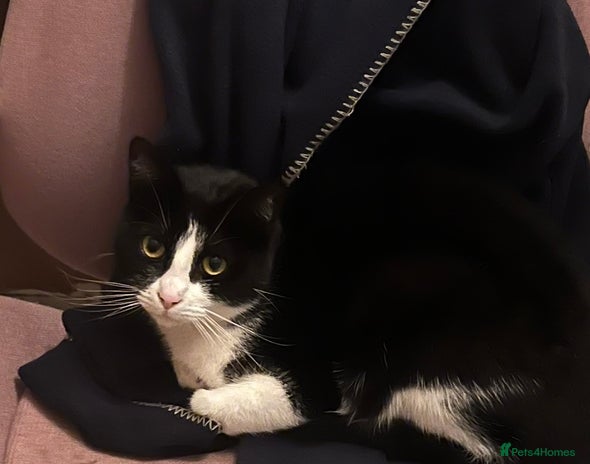 Domestic Shorthair cats - Advert 1