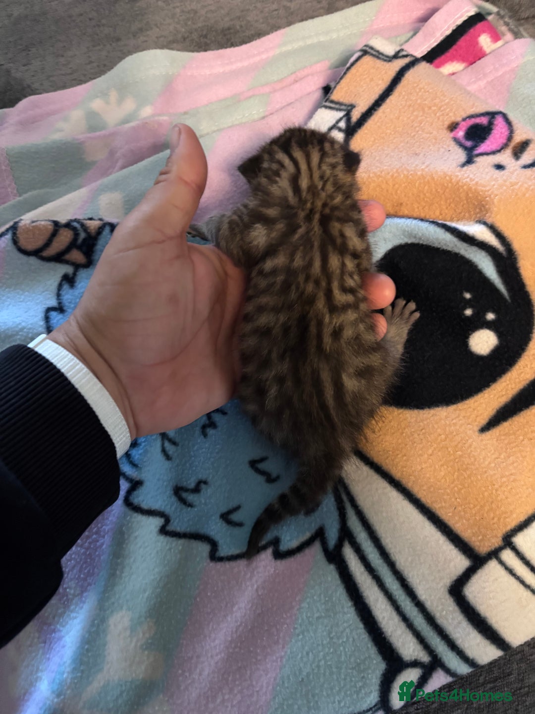 Bengal cats for sale: Bengal X  - Image 5
