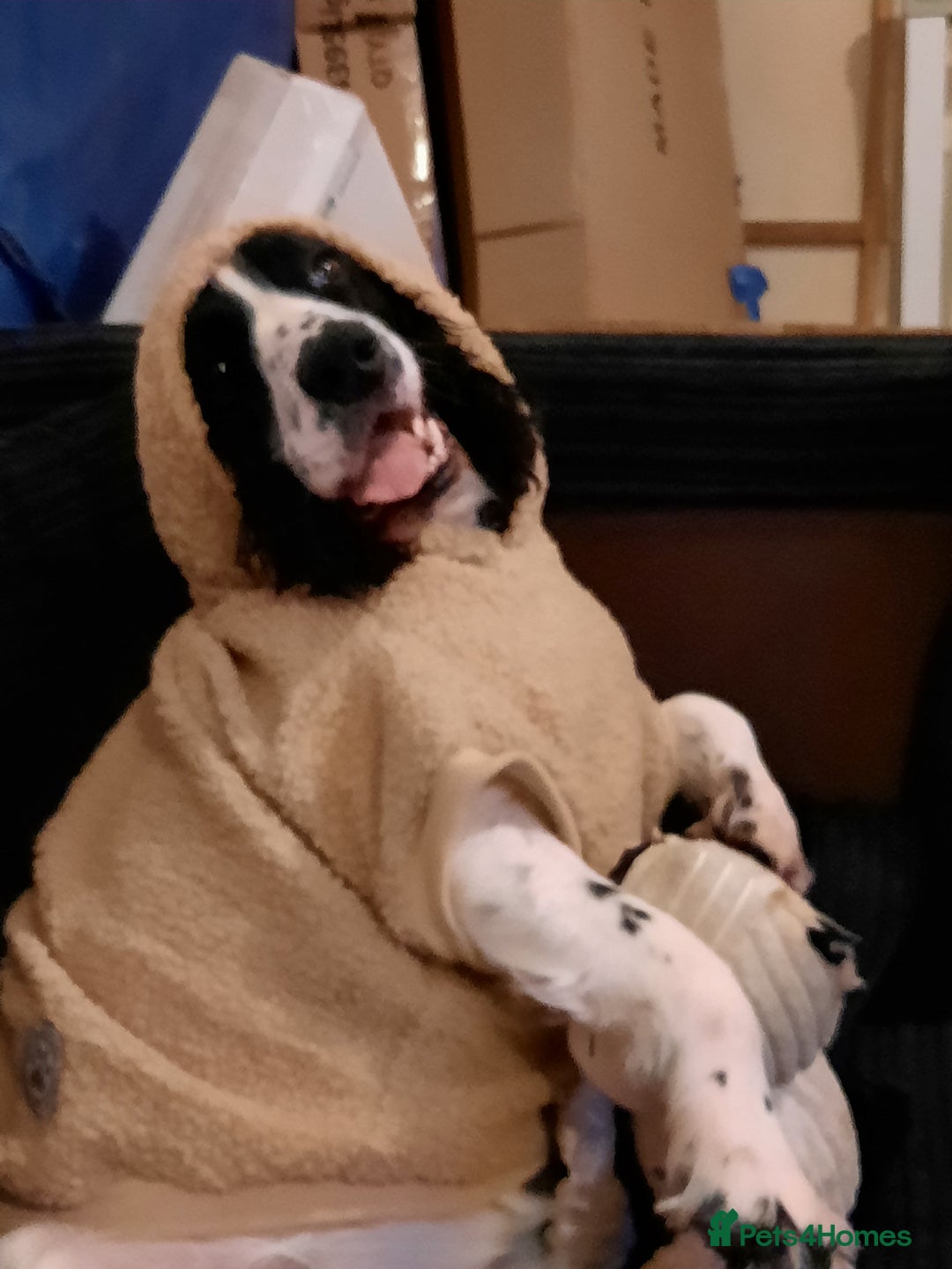 English Springer Spaniel dogs for sale: He loveable and fun  - Advert 3