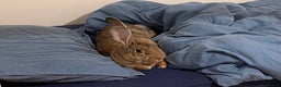 Continental Giant rabbits for sale: Sweet bun looking for a new home  - Advert 3