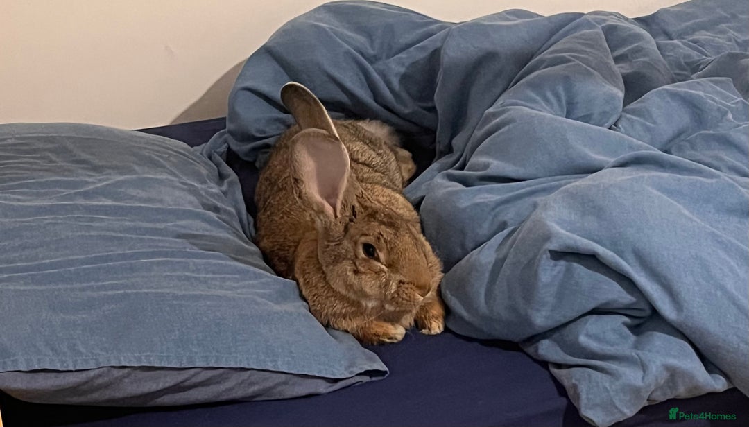 Continental Giant rabbits for sale: Sweet bun looking for a new home  - Advert 3