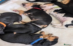 Mixed Breed dogs for sale: 1 boy and 3 girls bocker beagle cross spaniel  - Image 8
