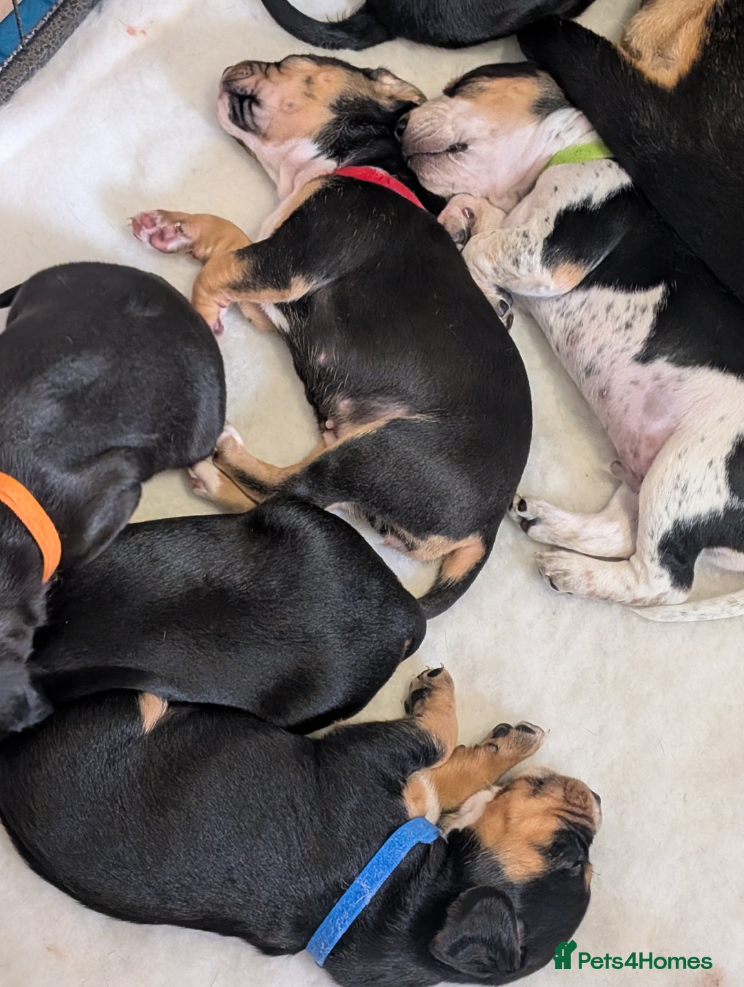 Mixed Breed dogs for sale: 1 boy and 3 girls bocker beagle cross spaniel  - Image 8