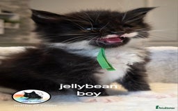 Maine Coon cats for sale: Maine coon kittens - Image 18