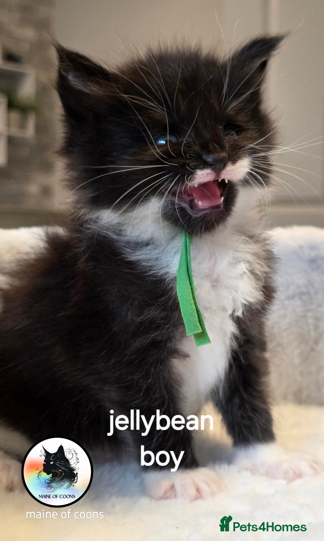 Maine Coon cats for sale: Maine coon kittens - Image 18
