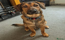 Mixed Breed dogs for sale: Malinois X springer spaniel 9 month old in Rotherham - Image 5