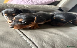 Mixed Breed dogs for sale: Jack Russel/miniature Datchound - Image 8