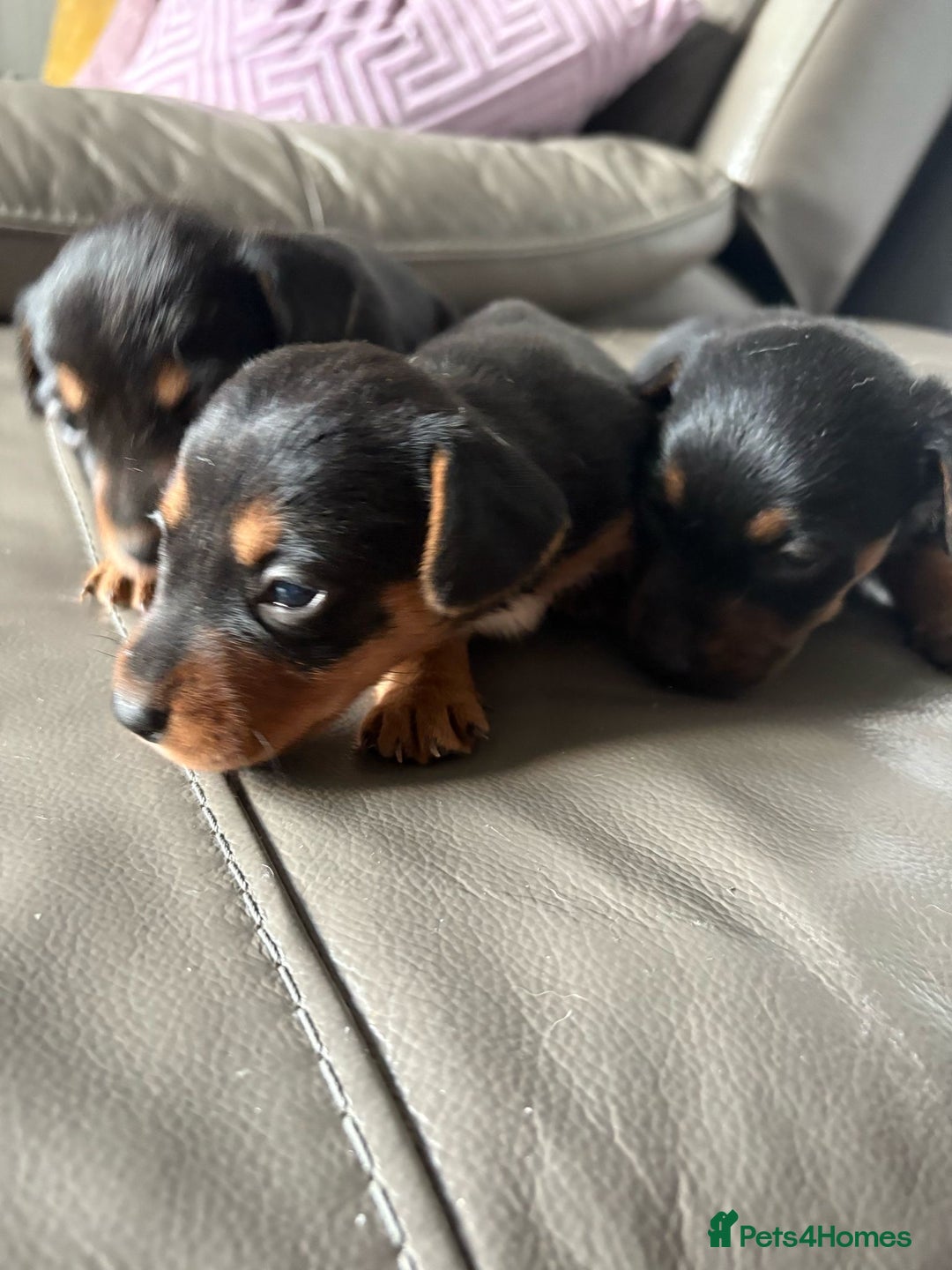 Mixed Breed dogs for sale: Jack Russel/miniature Datchound - Image 8