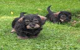 Miniature Dachshund dogs for sale: Wire Haired KC Miniature Dachshund  - Image 12
