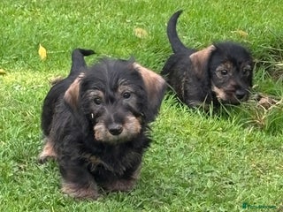 Miniature Dachshund dogs - Advert 8