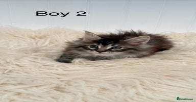 Maine Coon cats Beautiful Maine Coon Kittens for sale GCCF reg - Advert 3