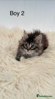 Maine Coon cats Beautiful Maine Coon Kittens for sale GCCF reg - Advert 3