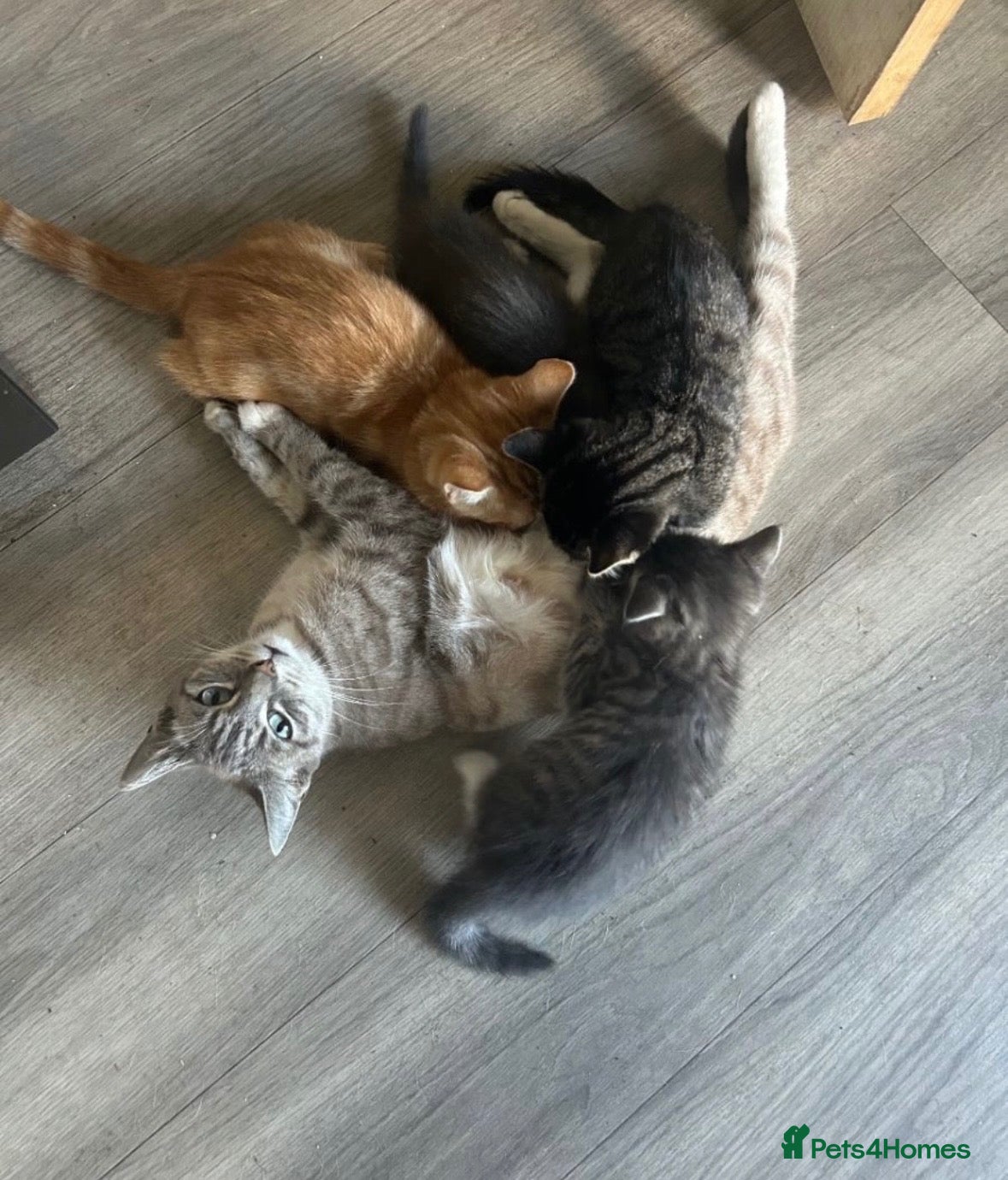 Mixed Breed cats for sale: Beautiful kittens  - Advert 1