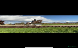 Welsh Section B horses for sale: 🎀Bunbury Zianna aka Annie 🎀 - Image 8