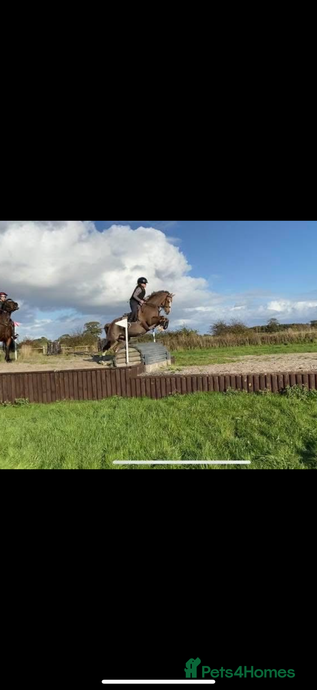 Welsh Section B horses for sale: 🎀Bunbury Zianna aka Annie 🎀 - Image 8