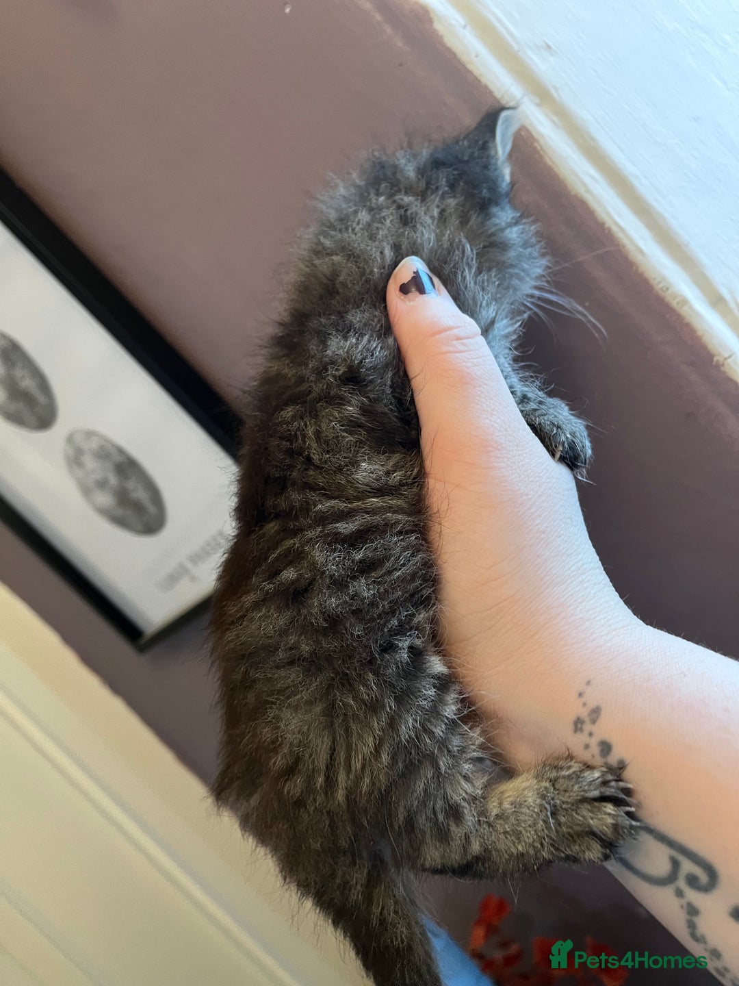 Mixed Breed cats for sale: Beautiful grey, tabby and black kittens  - Advert 3