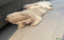 Chow Chow dogs for sale: 🔥 UK best Lilac platinum 🧸 chow chows KC  - Image 17