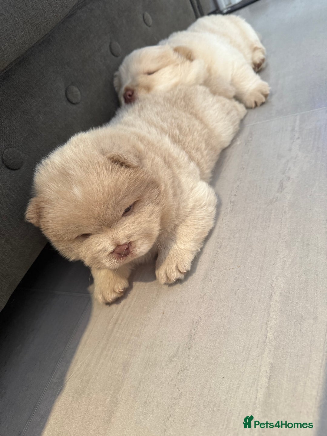 Chow Chow dogs for sale: 🔥 UK best Lilac platinum 🧸 chow chows KC  - Image 17