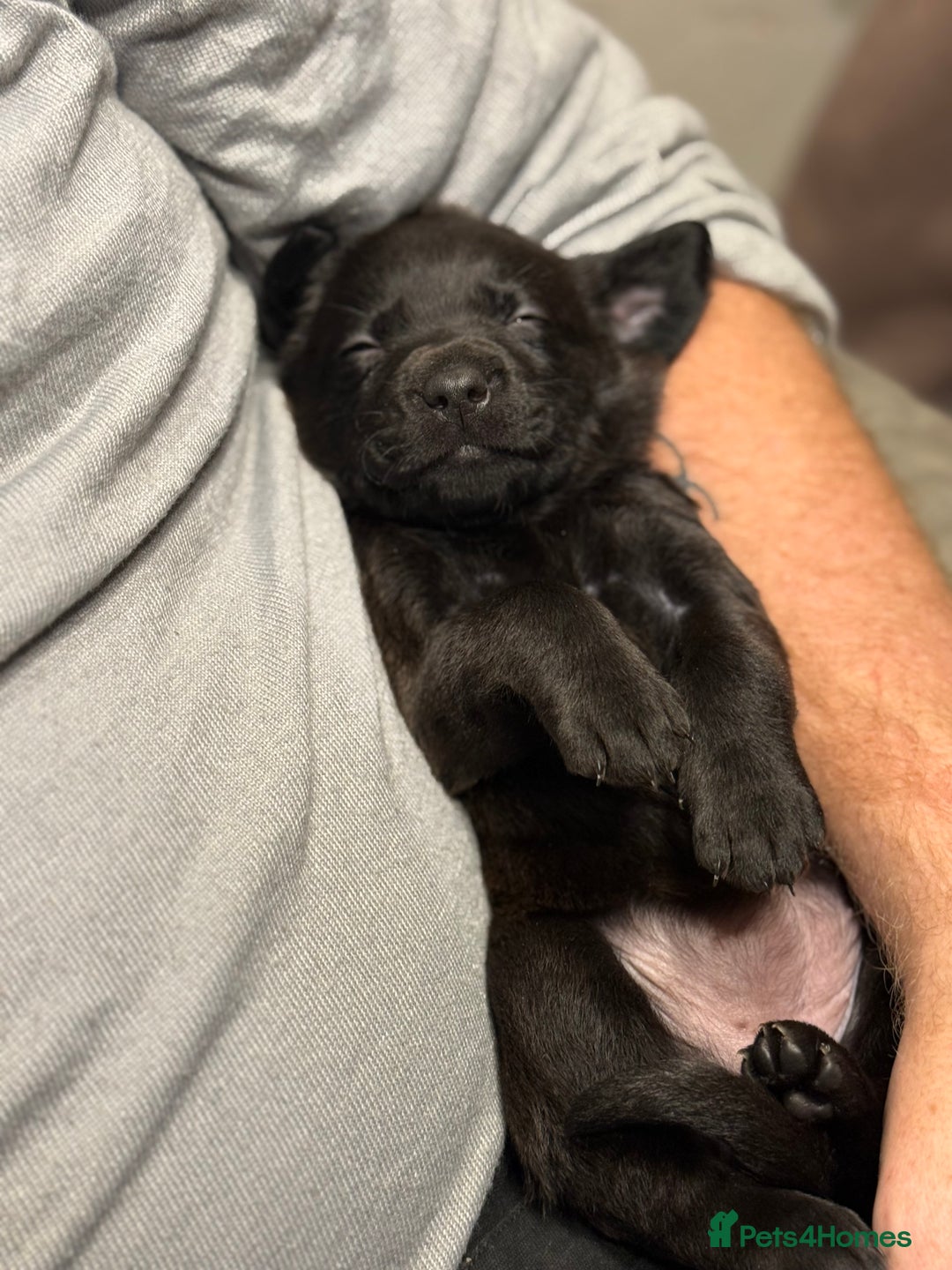 Labrador Retriever dogs for sale: Labrador X Boxerdore puppies  - Advert 30