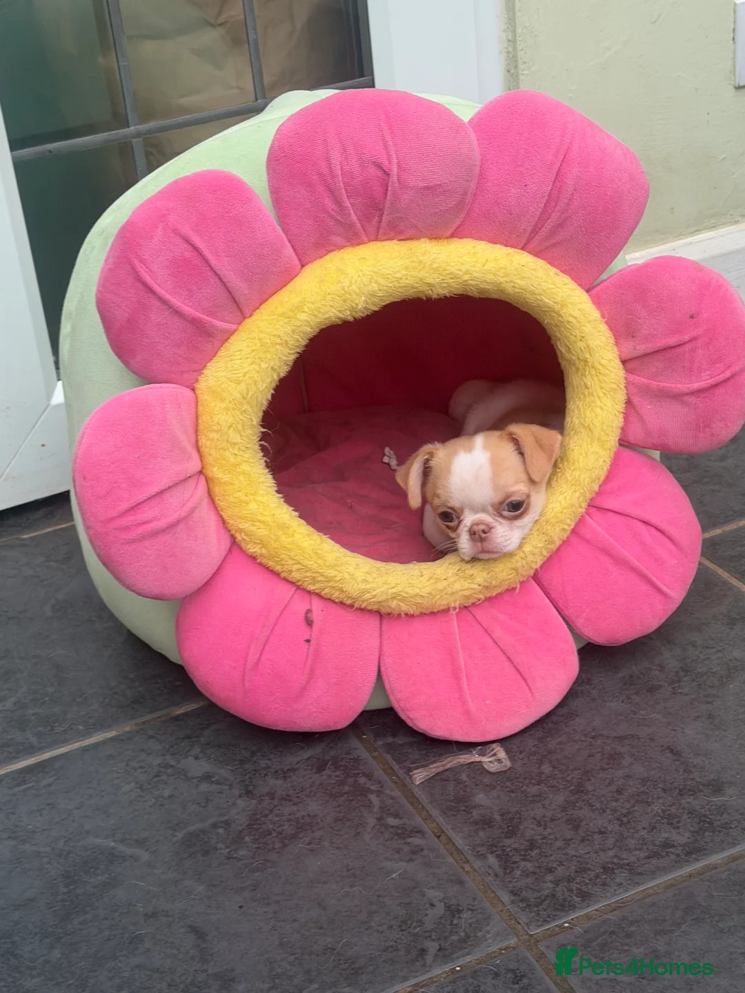 Chihuahua dogs for sale: KC registered chihuahua amazing green eyes  - Advert 5