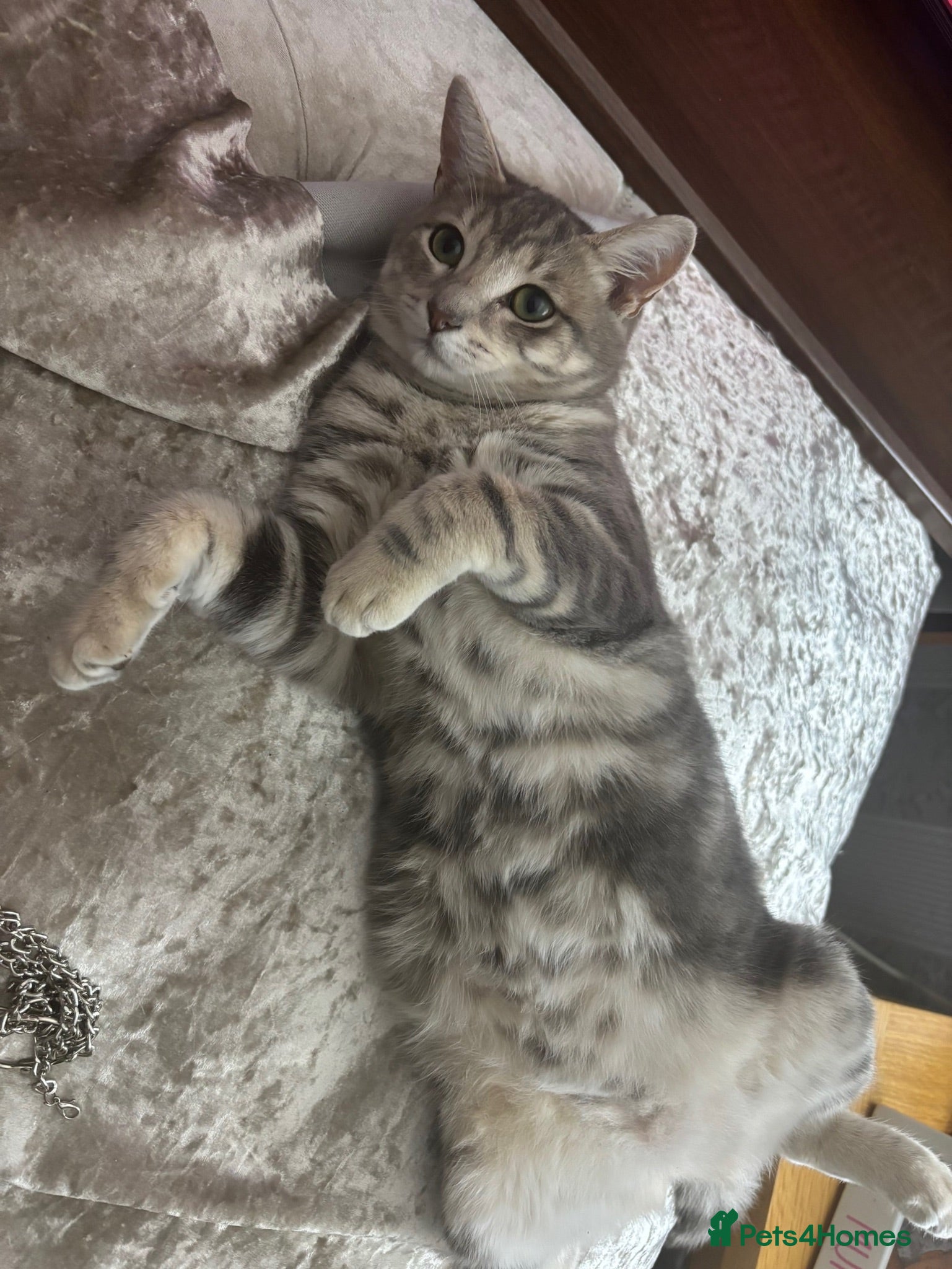 Mixed Breed cats Kittens  - Advert 6