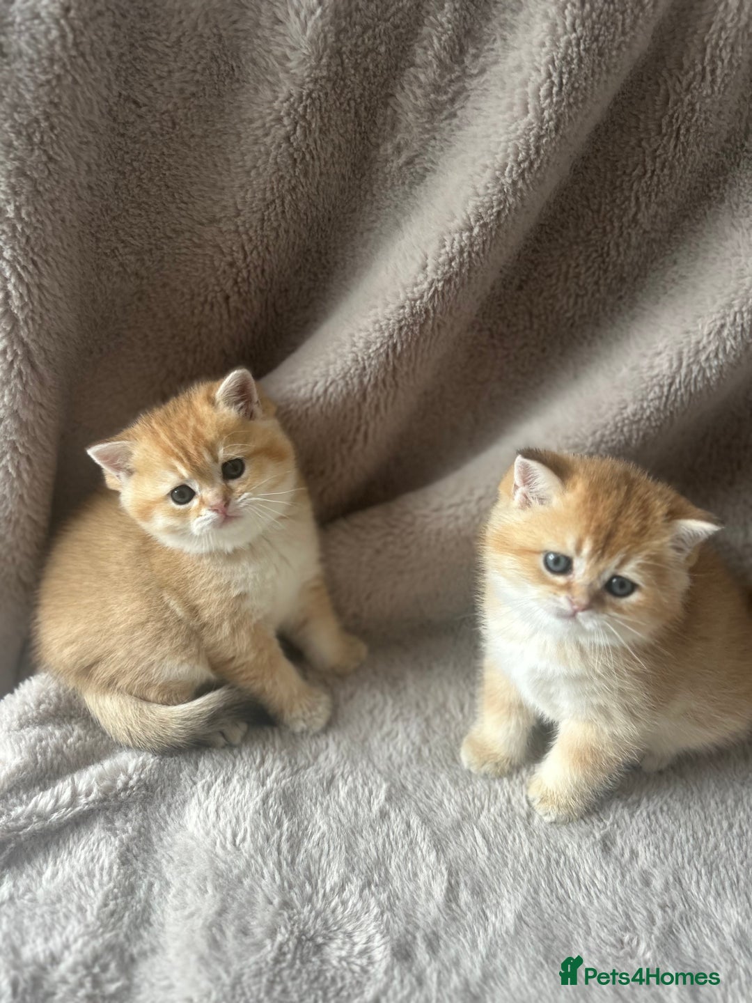 Scottish Fold cats for sale: Beautiful Gold Chinchilla babies  - Advert 37