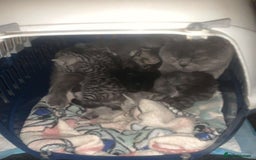 British Shorthair cats for sale: Rare silver tip British shorthair kittens - Advert 3