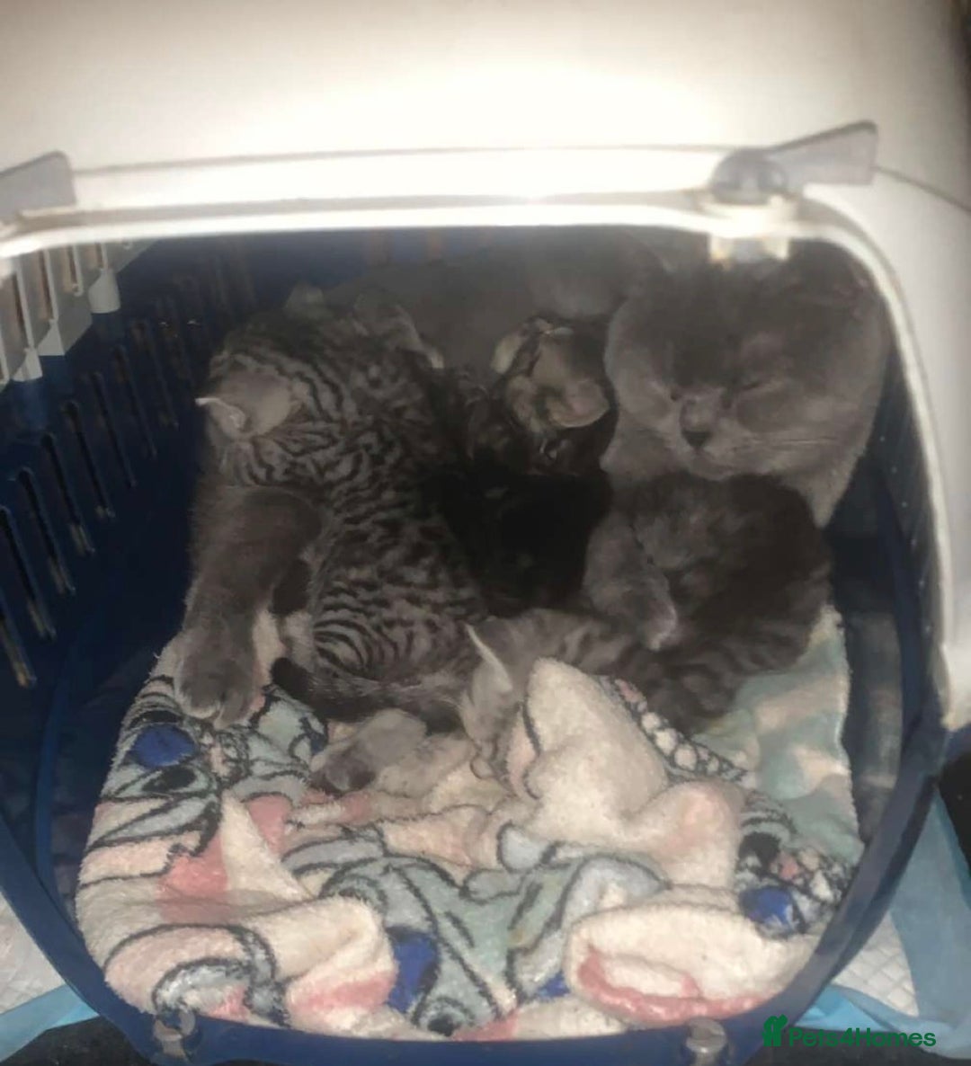 British Shorthair cats for sale: Rare silver tip British shorthair kittens - Advert 3