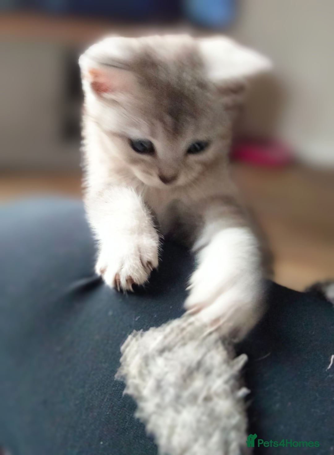 British Shorthair cats for sale: Now Ready to leave! Cute Little British Shorthair - Image 31