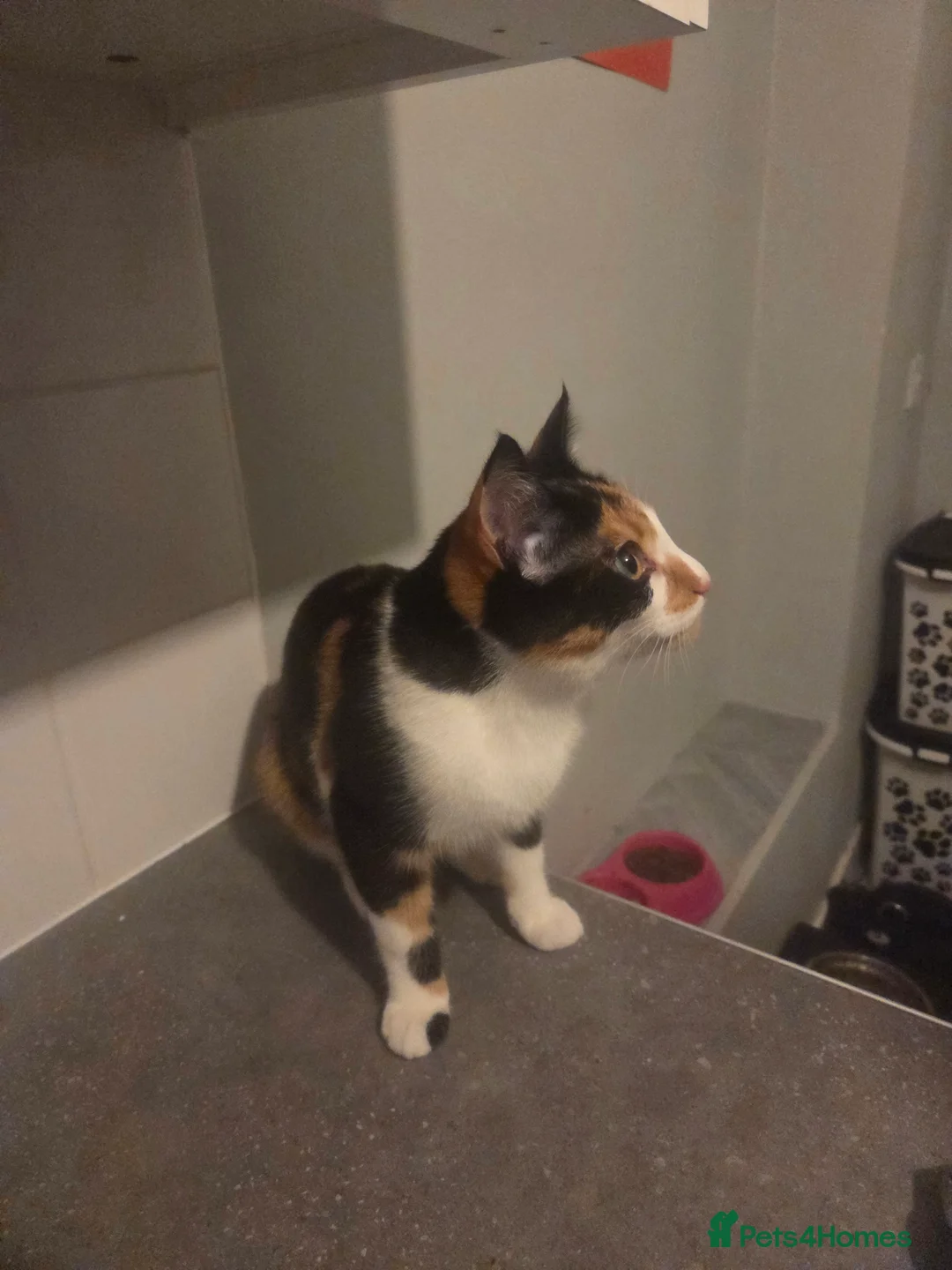 Mixed Breed cats for sale: Female kitten - Advert 2