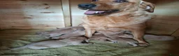 Labrador Retriever dogs for sale: KC Registered Fox red Labrador puppies in Newtown - Advert 10