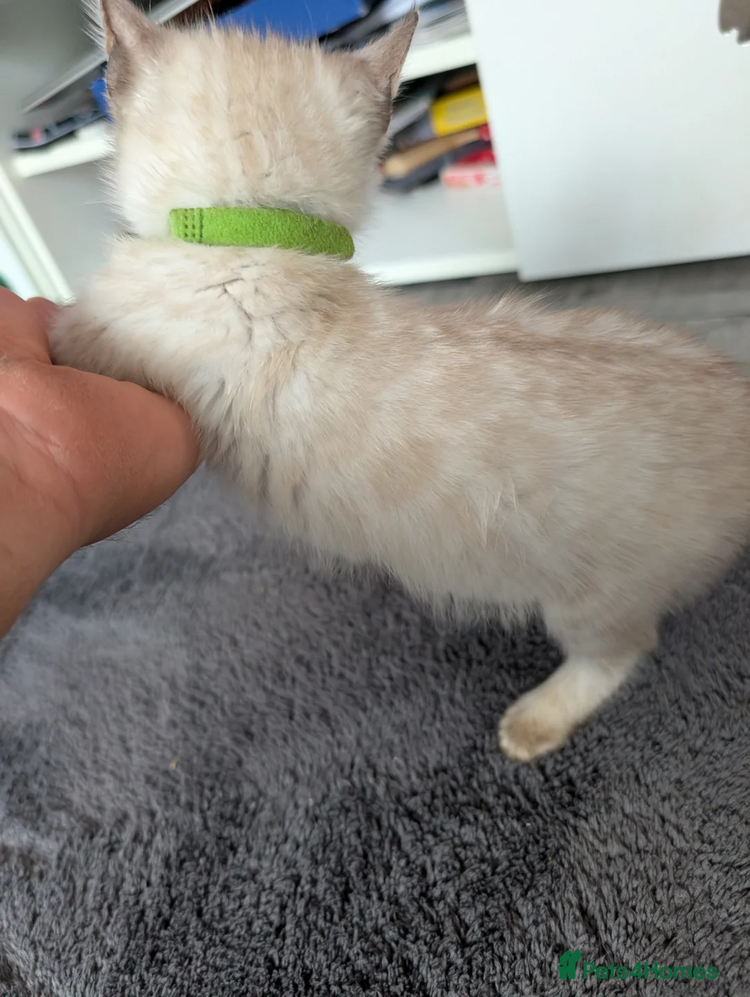 Bengal cats for sale: 6 beautiful blue eyes Bengal kittens - Advert 18