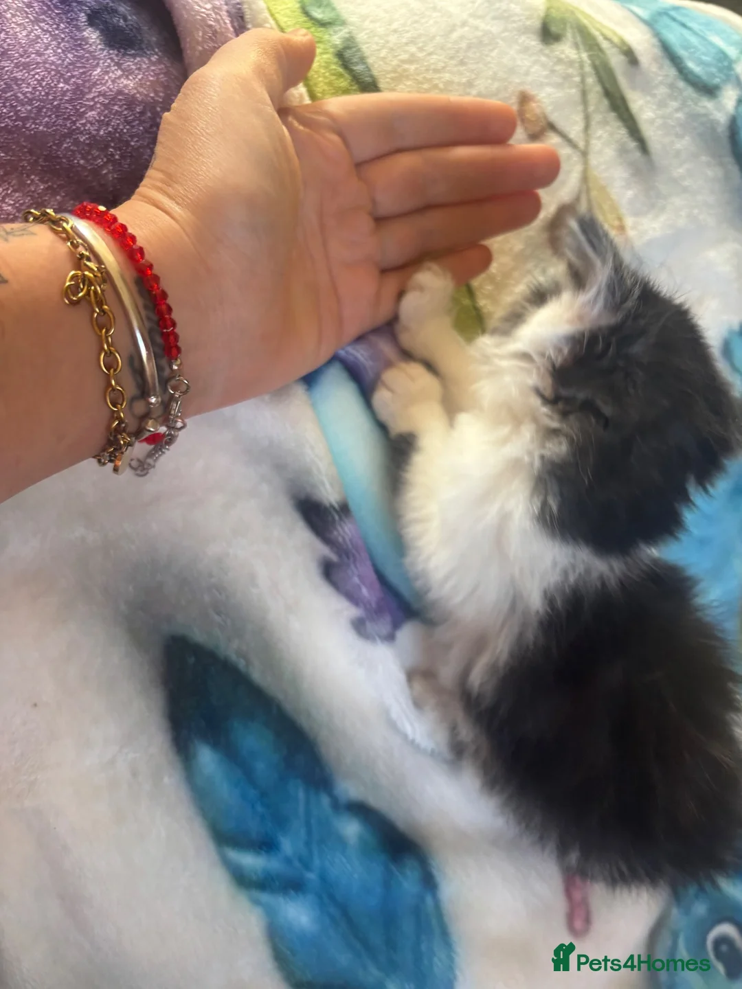 Maine Coon cats for sale: 1/2 Maine coon kittens - Advert 5